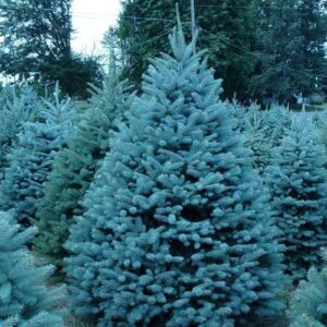 KETERE Blue Spruce Seeds for Planting | 100 Pcs Seeds | Colorado Blue Spruce, Picea pungens glauca | Attractive Trees fro Privacy or Landscaping