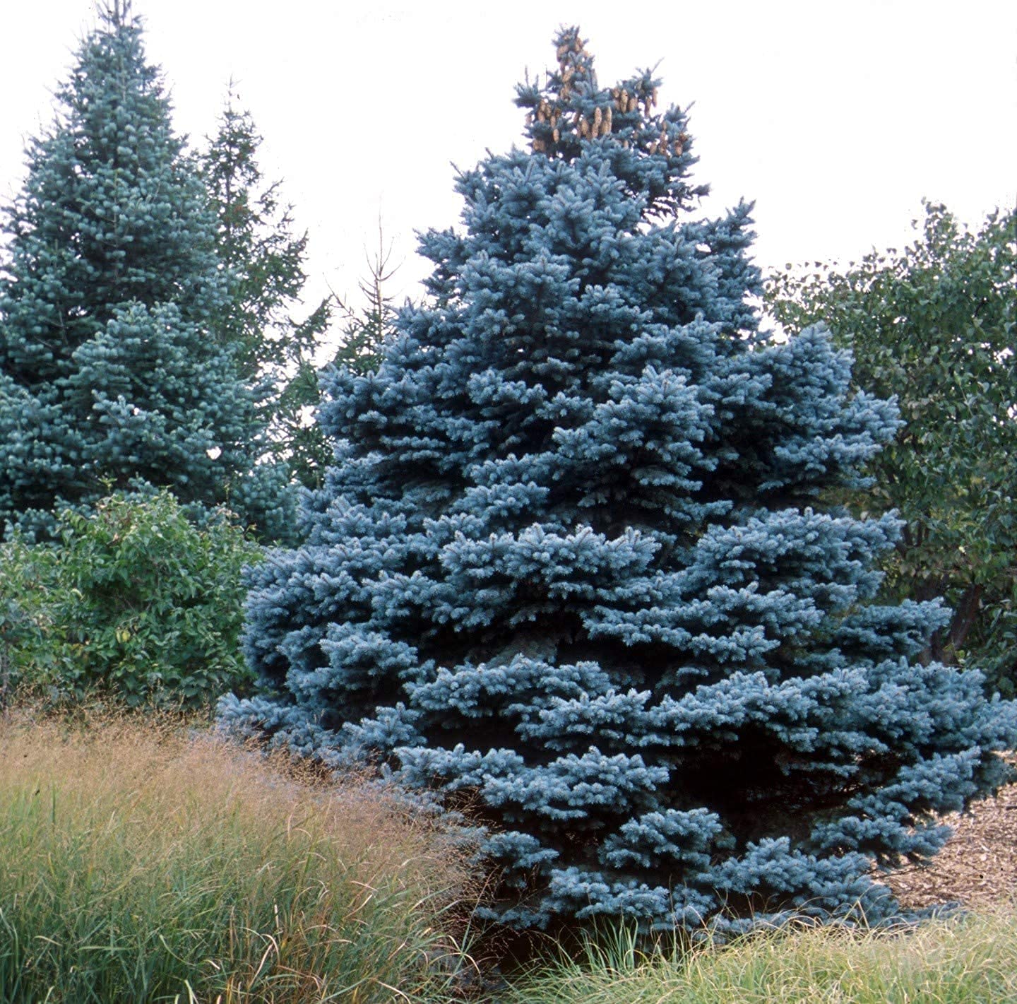 KETERE Blue Spruce Seeds for Planting | 100 Pcs Seeds | Colorado Blue Spruce, Picea pungens glauca | Attractive Trees fro Privacy or Landscaping