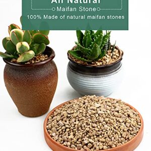 Succulent and Cactus Gold Maifanitum Stones, 2lb Bonsai Decorative Rocks, Indoor Plants Soil Covers, Bonsai DIY Gritty, Horticultural Grit, Potting Pebbles for Terrarium, Fairy Gardening, Top Dressing