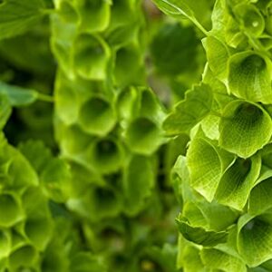 Bells of Ireland Flower Seeds - 30 Seeds - Rare Green Flower Petals - Excellent for Cut Flower Display, Grow The Luck of The Irish