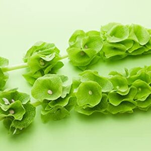 Bells of Ireland Flower Seeds - 30 Seeds - Rare Green Flower Petals - Excellent for Cut Flower Display, Grow The Luck of The Irish