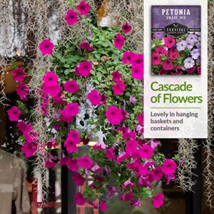 Survival Garden Seeds - Dwarf Petunia Seed Mix for Planting - Packet with Instructions to Plant and Grow Colorful Flowers to Attract Pollinators to Your Home Garden - Non-GMO Heirloom Variety