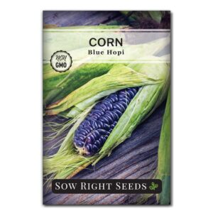 sow right seeds - blue hopi corn seed for planting - non-gmo heirloom packet with instructions to plant and grow an outdoor home vegetable garden - great for blue corn flour cooking (1)