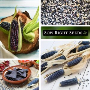 Sow Right Seeds - Blue Hopi Corn Seed for Planting - Non-GMO Heirloom Packet with Instructions to Plant and Grow an Outdoor Home Vegetable Garden - Great for Blue Corn Flour Cooking (1)