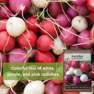 Sow Right Seeds - Easter Egg Mix Radish Seed for Planting - Non-GMO Heirloom Packet with Instructions to Grow an Outdoor Home Vegetable Garden - Multi Color, Fast Growing - Red, Purple, and White (1)