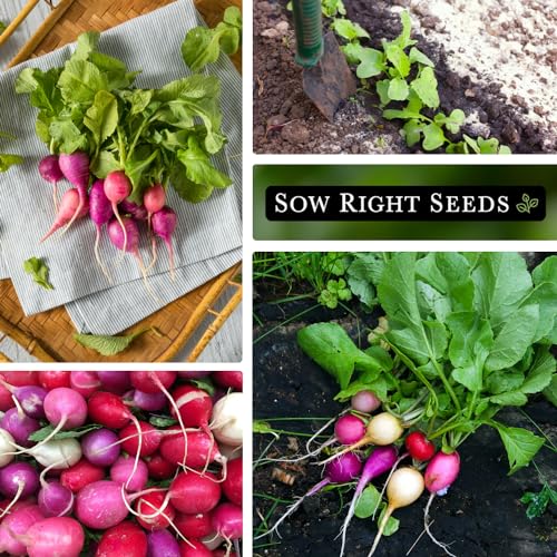 Sow Right Seeds - Easter Egg Mix Radish Seed for Planting - Non-GMO Heirloom Packet with Instructions to Grow an Outdoor Home Vegetable Garden - Multi Color, Fast Growing - Red, Purple, and White (1)