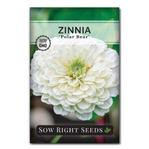 sow right seeds - zinnia polar bear flower seeds for planting - beautiful flowers to plant in your home garden - non-gmo heirloom packet - white blooms attract pollinators - cut and come again (1)