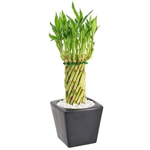 arcadia garden products lv33 tornado lucky bamboo, live indoor plant in carolina square ceramic planter for home, work, or gift, black ***cannot ship to hawaii***