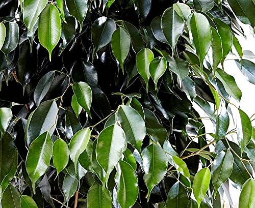 Ficus Benjamina Bonsai Weeping Fig Tree 20+ Seeds for Planting Non-GMO Houseplant
