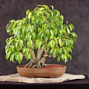 Ficus Benjamina Bonsai Weeping Fig Tree 20+ Seeds for Planting Non-GMO Houseplant