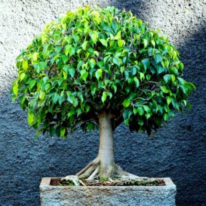 Ficus Benjamina Bonsai Weeping Fig Tree 20+ Seeds for Planting Non-GMO Houseplant