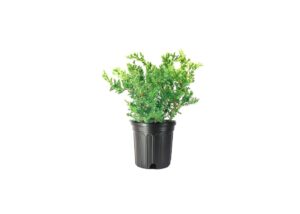 san jose juniper | 2 live gallon size plants | juniperus chinensis | bonsai drought tolerant cold hardy evergreen groundcover