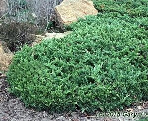 San Jose Juniper | 2 Live Gallon Size Plants | Juniperus Chinensis | Bonsai Drought Tolerant Cold Hardy Evergreen Groundcover