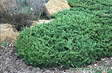 San Jose Juniper | 2 Live Gallon Size Plants | Juniperus Chinensis | Bonsai Drought Tolerant Cold Hardy Evergreen Groundcover