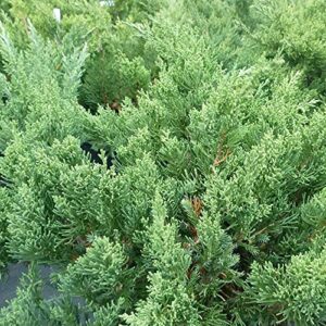 San Jose Juniper | 2 Live Gallon Size Plants | Juniperus Chinensis | Bonsai Drought Tolerant Cold Hardy Evergreen Groundcover