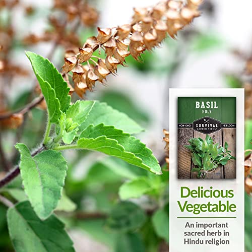 Survival Garden Seeds - Holy Basil Seed for Planting - Packet with Instructions to Plant and Grow The Indian Sacred Herb Tulsi in Your Home Vegetable Garden - Non-GMO Heirloom Variety