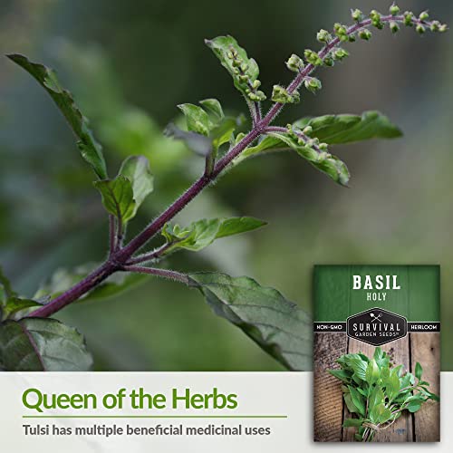 Survival Garden Seeds - Holy Basil Seed for Planting - Packet with Instructions to Plant and Grow The Indian Sacred Herb Tulsi in Your Home Vegetable Garden - Non-GMO Heirloom Variety