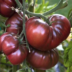 black krim - russian black krim heirloom usa grown tomato seeds 30+