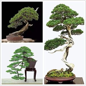 bonsai tree japanese black pine seeds - 30+ seeds to grow - prized evergreen bonsai specimen