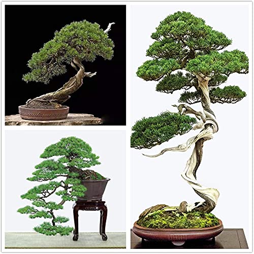 Bonsai Tree Japanese Black Pine Seeds - 30+ Seeds to Grow - Prized Evergreen Bonsai Specimen