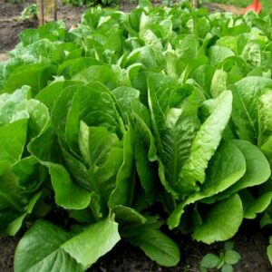 Romaine Lettuce Seeds (USA Grown Paris Island COS Lettuce Seed) - 275+ Seeds per Pack