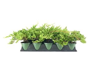 dwarf japanese garden juniper | 15 live 4 inch pots | juniperus procumbens nana | drought tolerant evergreen groundcover | great plants for bonsai
