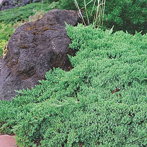 Dwarf Japanese Garden Juniper | 15 Live 4 Inch Pots | Juniperus Procumbens Nana | Drought Tolerant Evergreen Groundcover | Great Plants for Bonsai