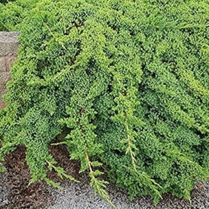 Dwarf Japanese Garden Juniper | 15 Live 4 Inch Pots | Juniperus Procumbens Nana | Drought Tolerant Evergreen Groundcover | Great Plants for Bonsai