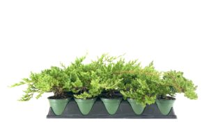 dwarf japanese garden juniper | 1 live 4 inch pot | juniperus procumbens nana | drought tolerant evergreen groundcover | great plants for bonsai