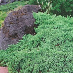 Dwarf Japanese Garden Juniper | 1 Live 4 Inch Pot | Juniperus Procumbens Nana | Drought Tolerant Evergreen Groundcover | Great Plants for Bonsai