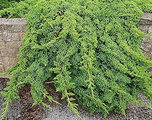 Dwarf Japanese Garden Juniper | 1 Live 4 Inch Pot | Juniperus Procumbens Nana | Drought Tolerant Evergreen Groundcover | Great Plants for Bonsai