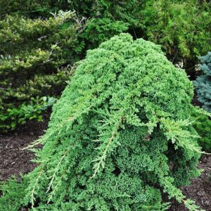 Dwarf Japanese Garden Juniper | 1 Live 4 Inch Pot | Juniperus Procumbens Nana | Drought Tolerant Evergreen Groundcover | Great Plants for Bonsai