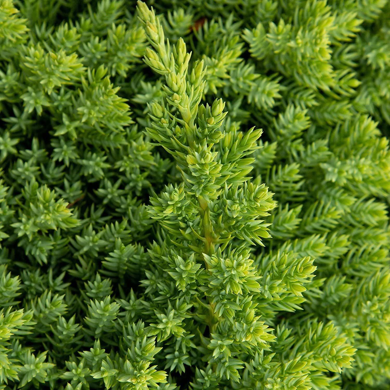 Dwarf Japanese Garden Juniper | 1 Live 4 Inch Pot | Juniperus Procumbens Nana | Drought Tolerant Evergreen Groundcover | Great Plants for Bonsai