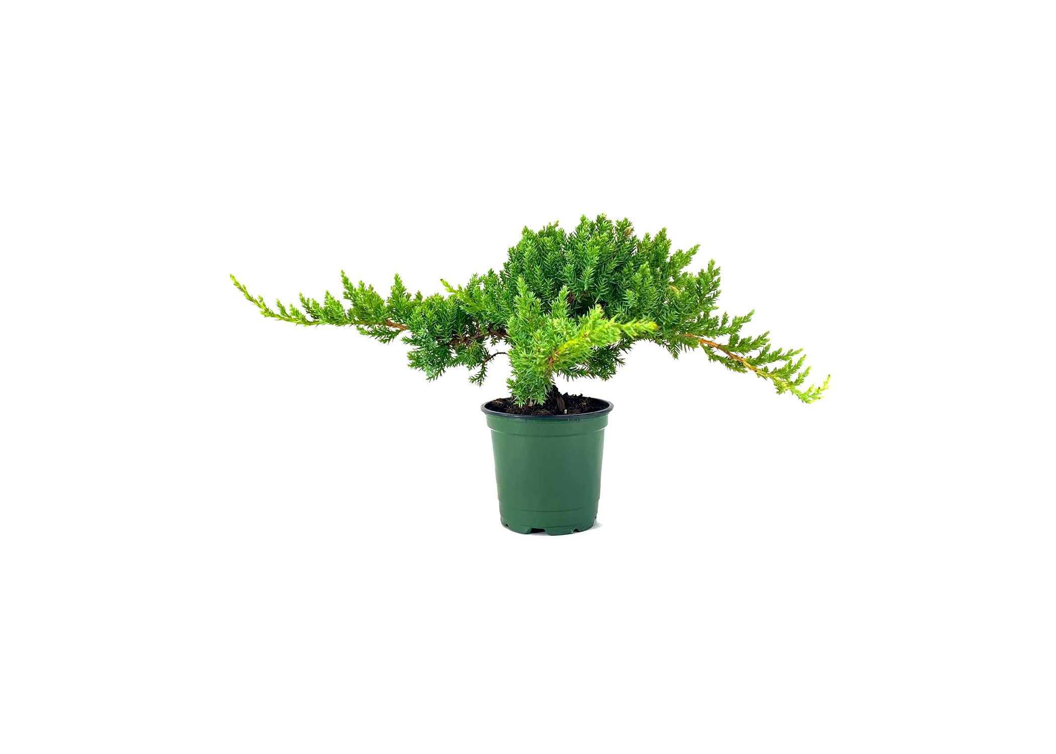 Dwarf Japanese Garden Juniper | 1 Live 4 Inch Pot | Juniperus Procumbens Nana | Drought Tolerant Evergreen Groundcover | Great Plants for Bonsai