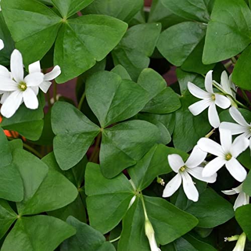 Green Shamrock Bulbs - Good Luck Plant - Fast Growing Year Round Color Indoors or Outdoors - Oxalis Regnelli Shamrock Bulbs - Ships from Iowa, Made in USA (10 Bulbs)