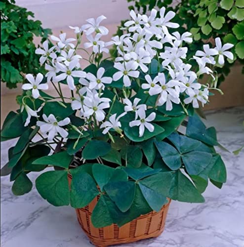 Green Shamrock Bulbs - Good Luck Plant - Fast Growing Year Round Color Indoors or Outdoors - Oxalis Regnelli Shamrock Bulbs - Ships from Iowa, Made in USA (10 Bulbs)