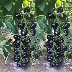 vaacnee 30pcs european black cherry tomatoes seeds sweet tasty heirloom non-gmo rare juicy plant
