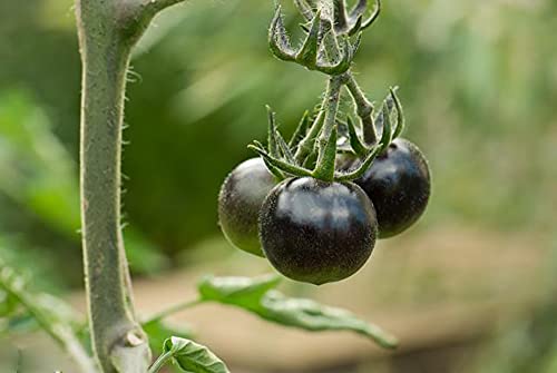 VAACNEE 30pcs European Black Cherry Tomatoes Seeds Sweet Tasty Heirloom Non-GMO Rare Juicy Plant