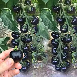 VAACNEE 30pcs European Black Cherry Tomatoes Seeds Sweet Tasty Heirloom Non-GMO Rare Juicy Plant