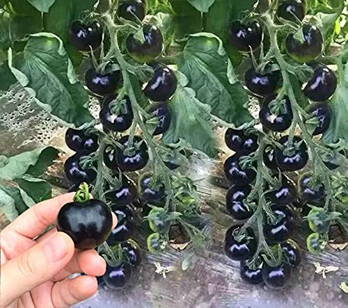VAACNEE 30pcs European Black Cherry Tomatoes Seeds Sweet Tasty Heirloom Non-GMO Rare Juicy Plant