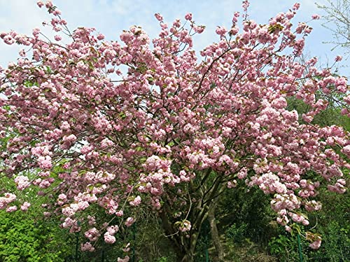 VAACNEE 10pcs Japanese Cherry Blossom Seed Tree Seeds