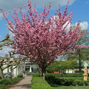 VAACNEE 10pcs Japanese Cherry Blossom Seed Tree Seeds