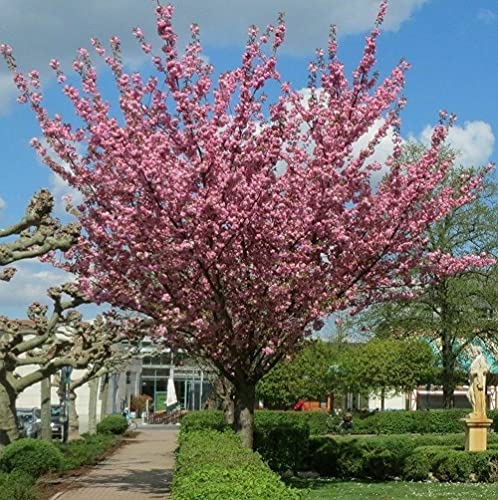 VAACNEE 10pcs Japanese Cherry Blossom Seed Tree Seeds