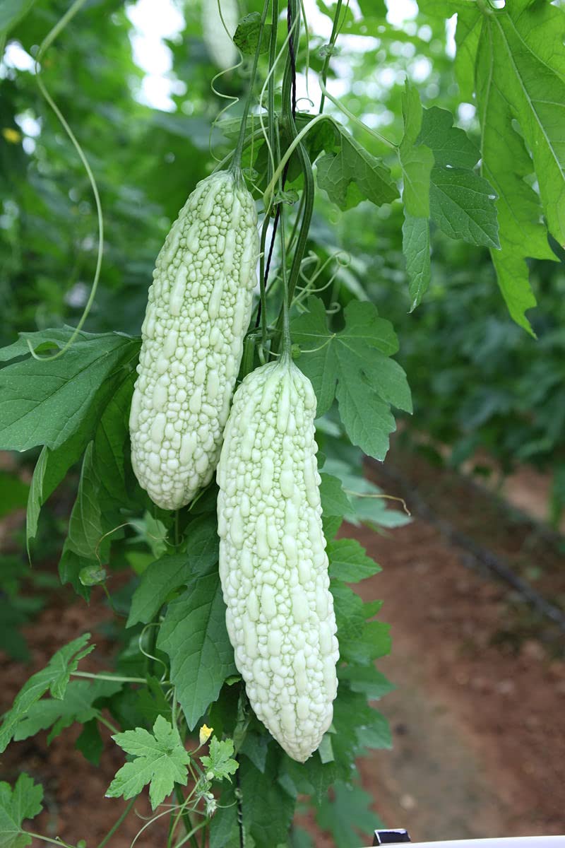 VAACNEE 15pcs White Pearl Bitter Melon Seeds Rare Vegetable Bitter Gourd Calabash