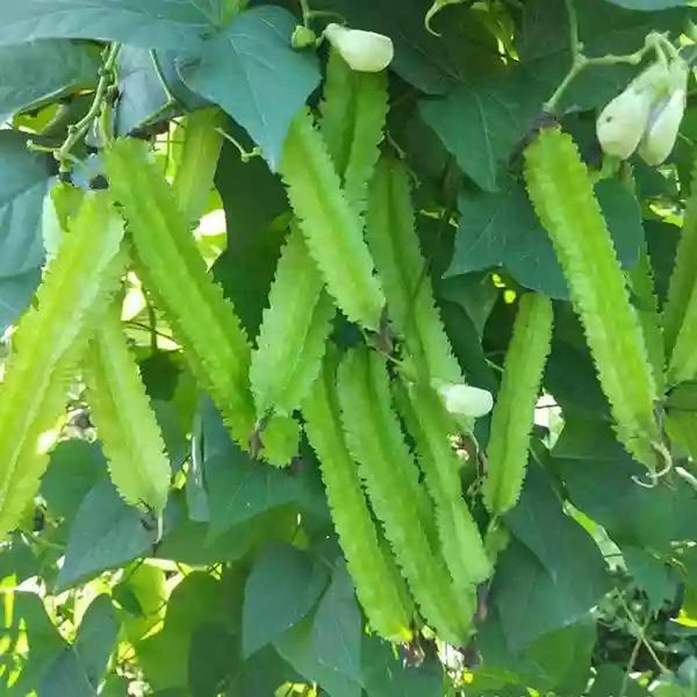 VAACNEE 15pcs Winged Pea Seeds Four Angled Bean Dragon Bean Seeds