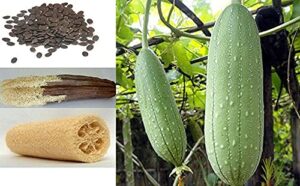 vaacnee 30 seeds of loofah gourd sponge (luffa aegyptiaca) annual plant