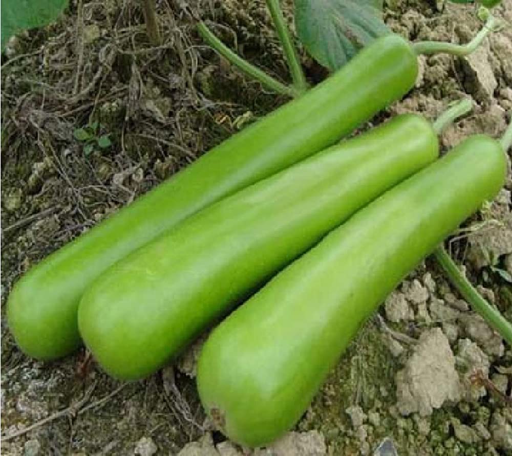 VAACNEE 15+Long Bottle Gourd Siphon Gourd Green Lagenaria Siceraria Vegetable Seeds