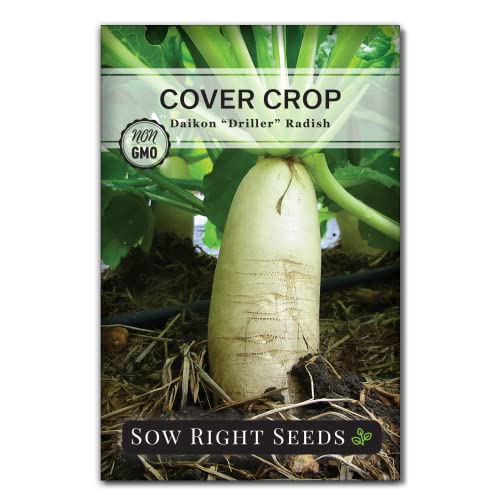 Sow Right Seeds - Driller Daikon Radish Seed for Planting - Cover Crops to Plant in Your Home Vegetable Garden - Enriches Soil - Suppresses Weeds - Non-GMO Heirloom Seeds - A Great Gardening Gift