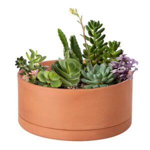 d'vine dev 10 inch succulent terracotta shallow pot with drainage hole and saucer, round cylinder planter pot for plant flower, 40-b-l-10-1