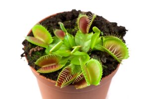 starter venus flytrap - discover the galaxies secret wonder- mars venus flytraps carnivorous live plants